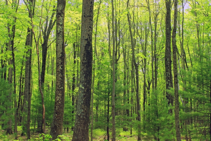 Широколиственный лес зона