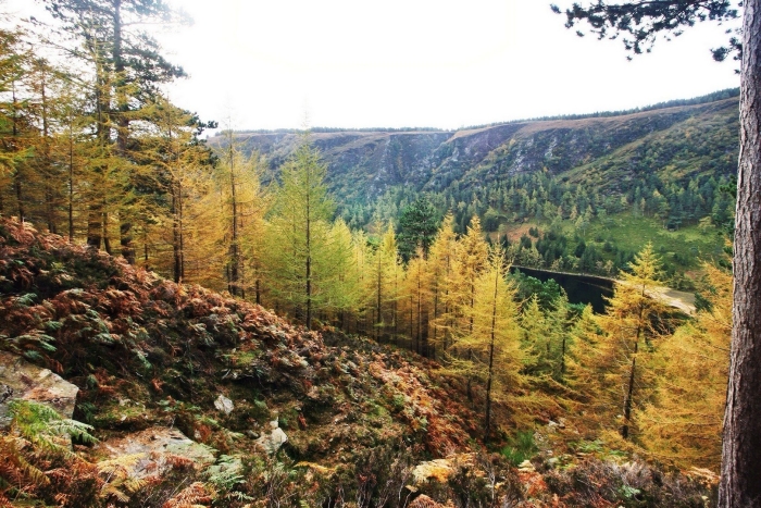 Лиственница сибирская тайга