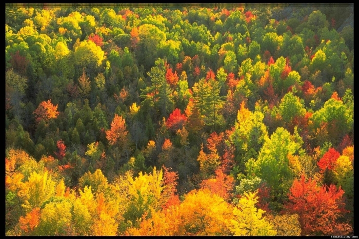Смешанные и широколиственные леса россии