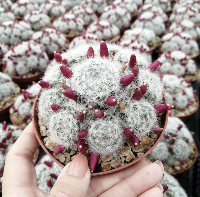 Маммиллярия альбата