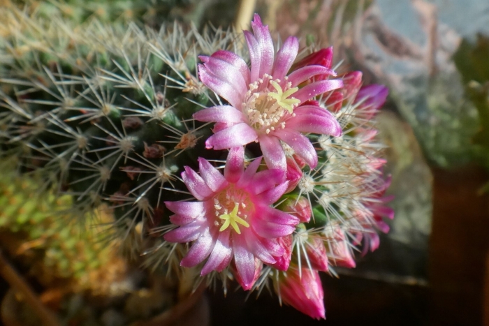 Mammillaria backebergiana