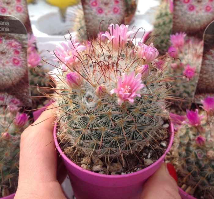 Маммиллярия элонгата кактус