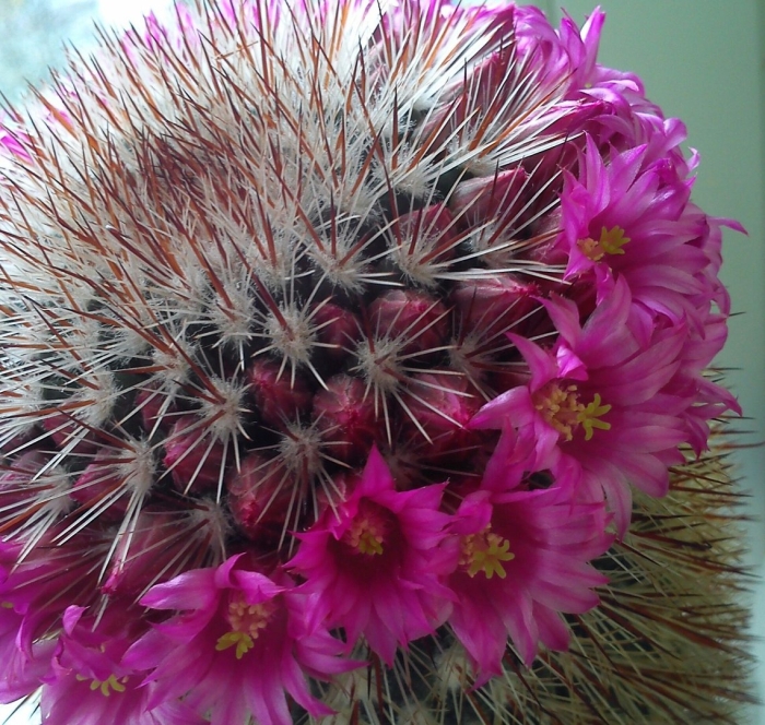 Маммиллярия спинозиссима