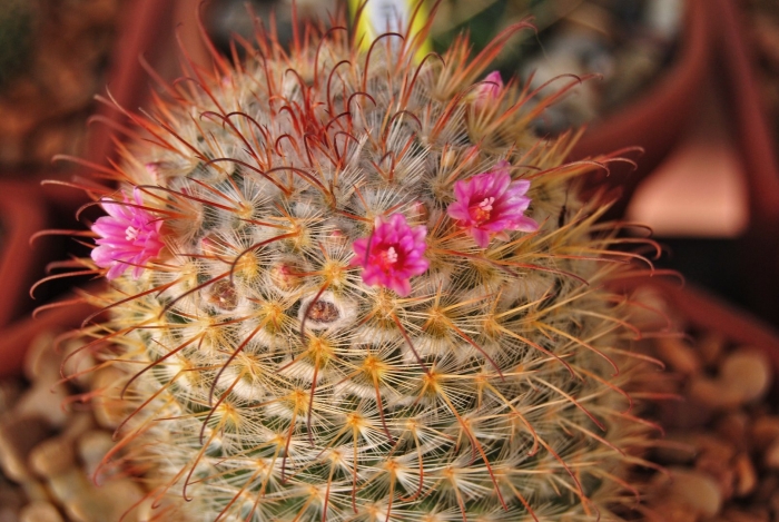 Mammillaria sonorensis