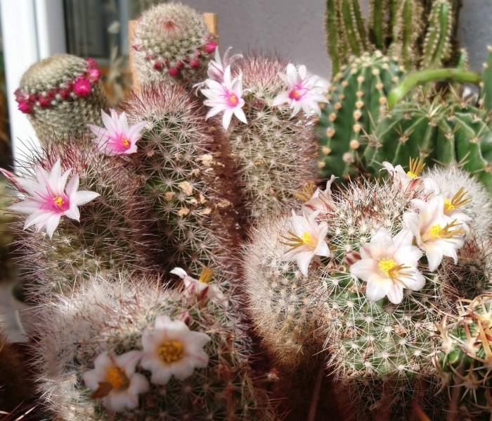 Маммиллярия белокудрая