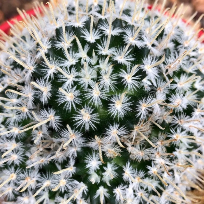 Маммиллярия псевдопербелла