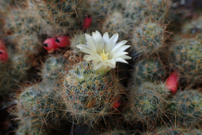 Маммиллярия пролифера