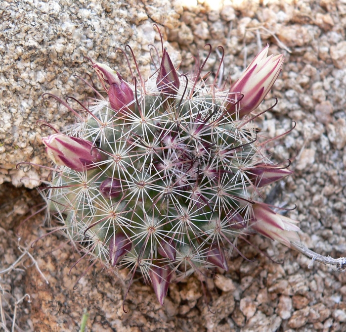 Маммиллярия диоика