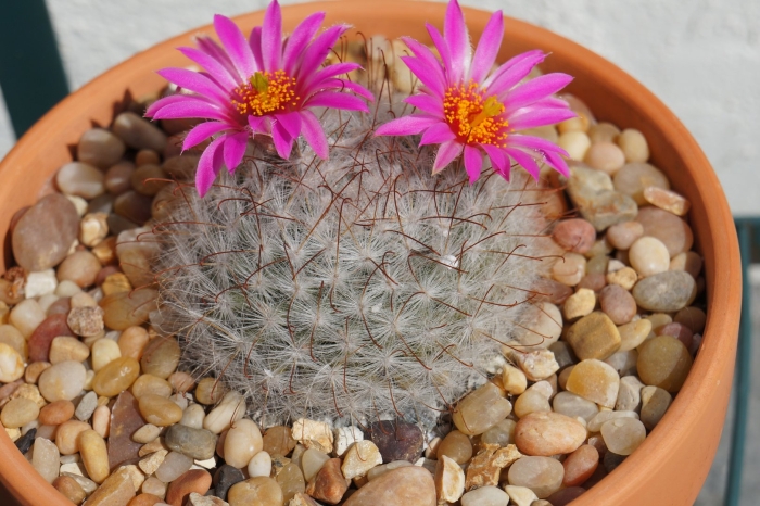 Маммиллярия жемчужина