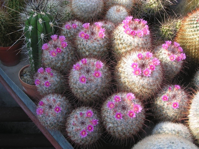 Маммиллярия крупнососочковая