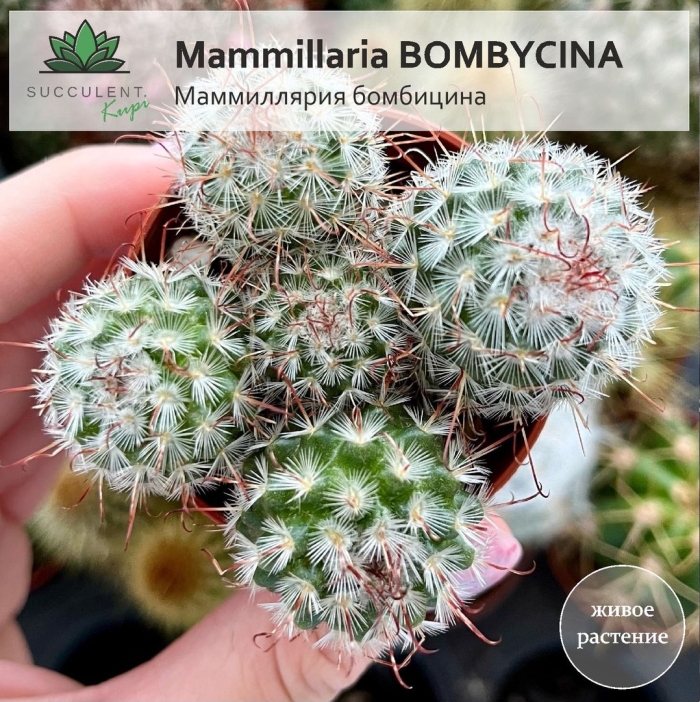 Маммиллярия грацилис альба