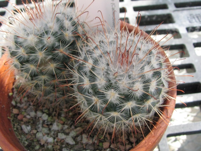 Маммиллярия дехердтиана