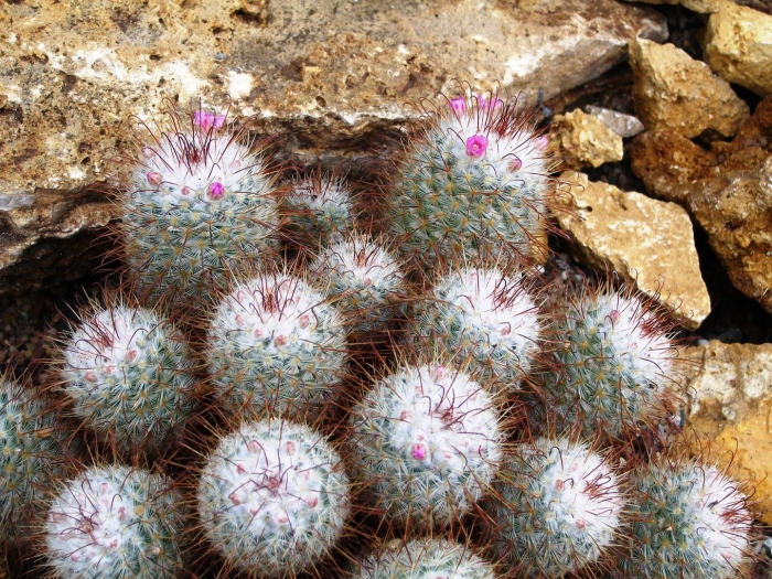 Маммиллярия длиннососочковая