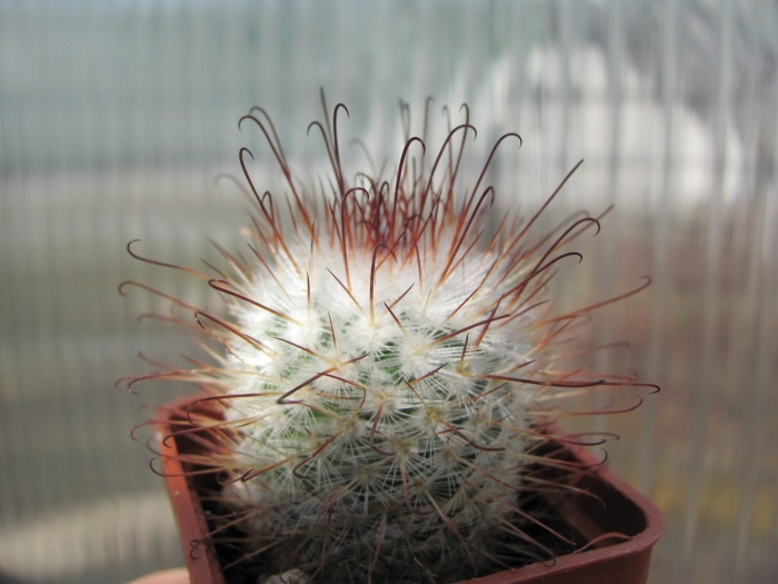 Маммиллярия бокасана