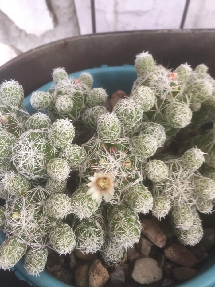 Mammillaria ritteriana