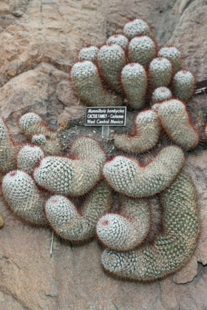 Mammillaria parkinsonii