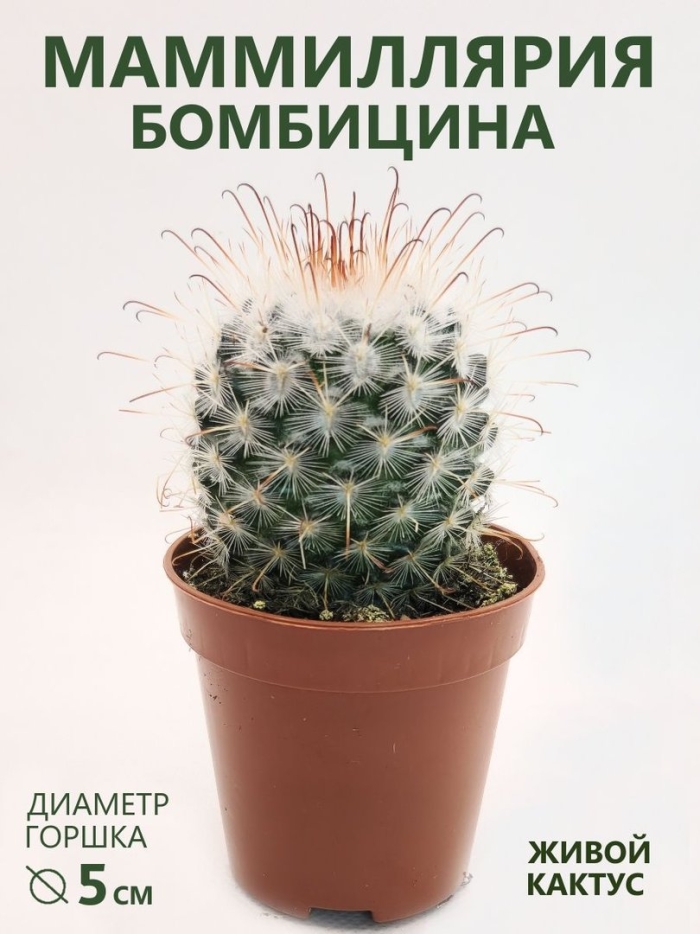 Кактус микс ронделла