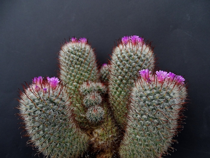 Mammillaria geminispina ssp leucocentra