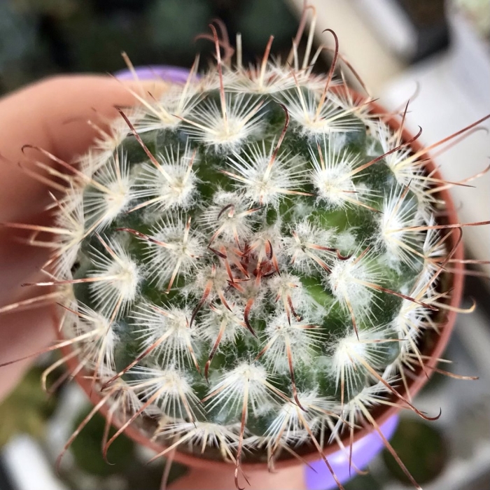 Маммиллярия бокасанская