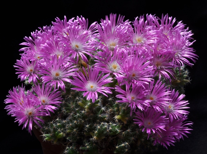 Триходиадема денсум