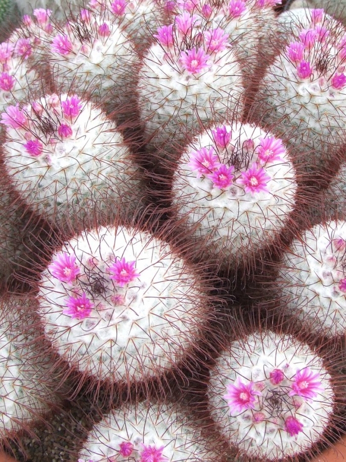 Маммиллярия унпико