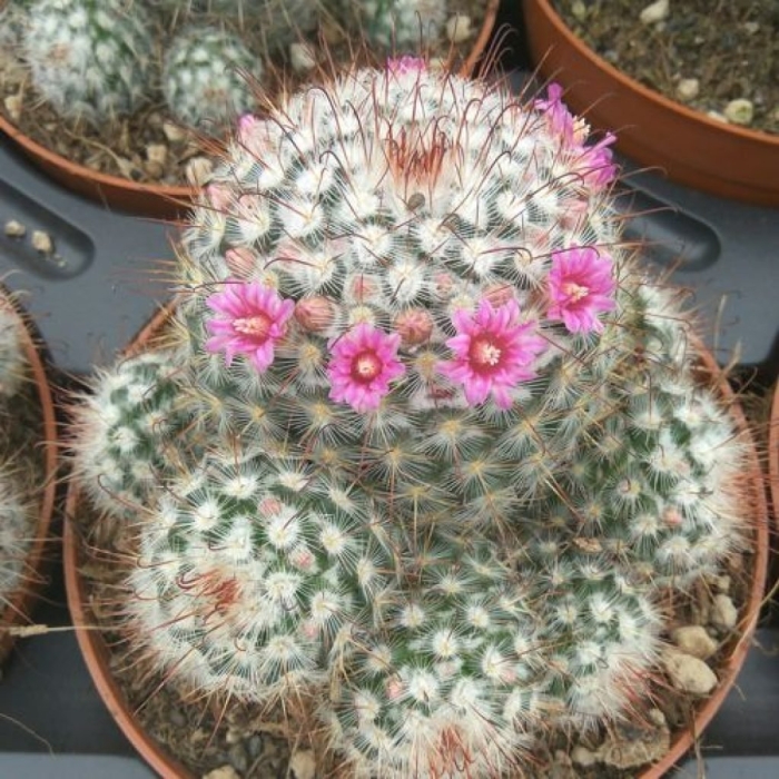 Маммиллярия монтикола