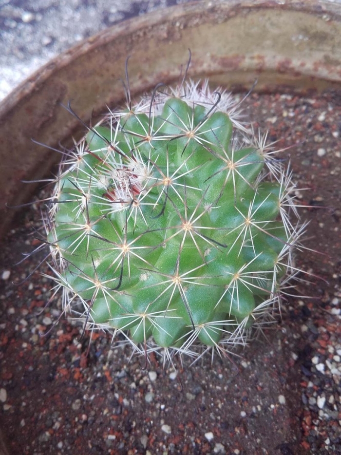 Mammillaria rhodantha