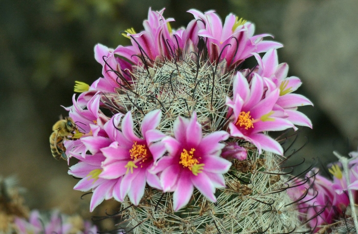Mammillaria oliviae