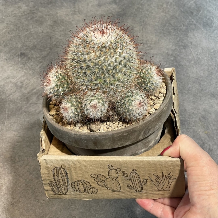 Маммиллярия фрайлеана