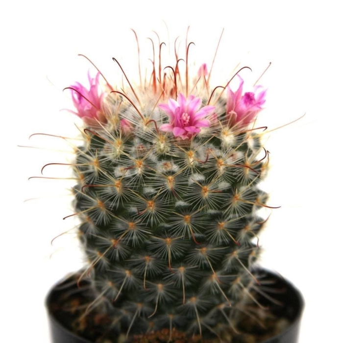 Кактус маммиллярия карвинского