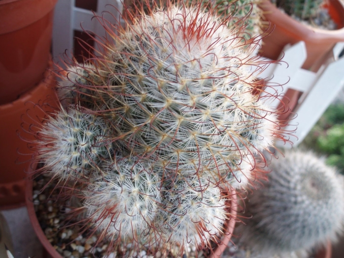 Маммиллярия толука