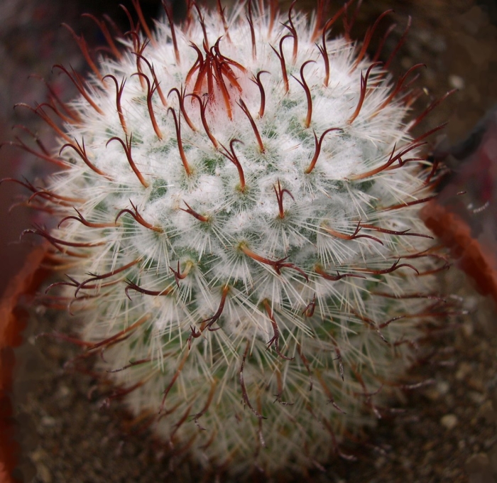 Маммиллярия бертольди