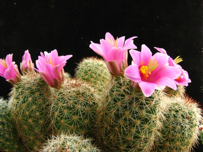 Mammillaria sheldonii