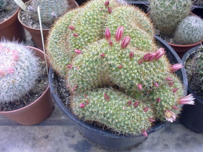 Маммиллярия кристата