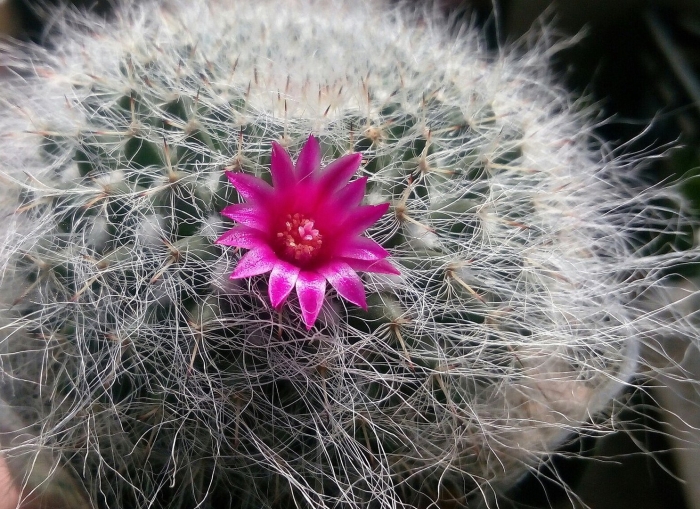 Маммиллярия ханиана