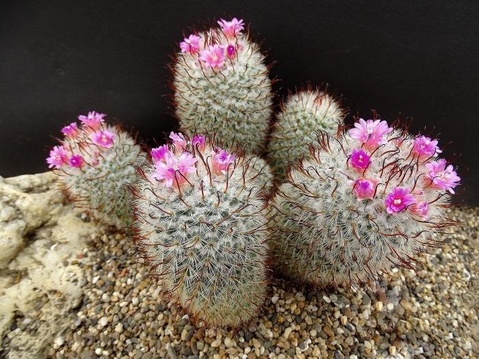 Маммиллярия ханиана элеганс