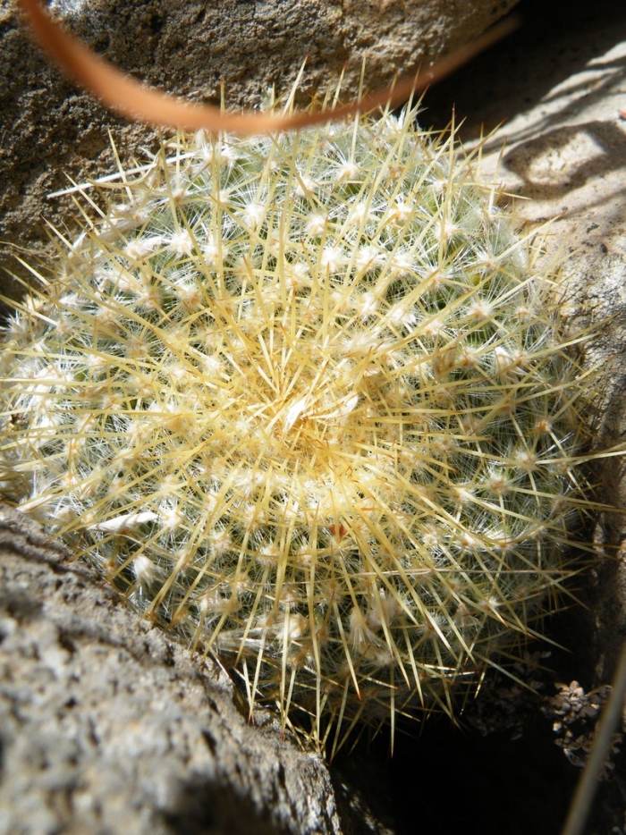 Маммиллярия muehlenpfordtii