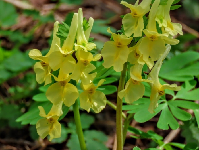 Хохлатка кавказская