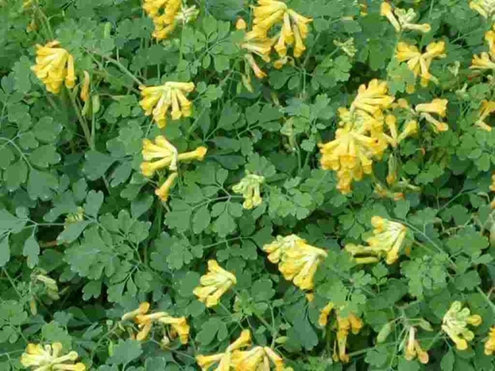 Хохлатка лютея