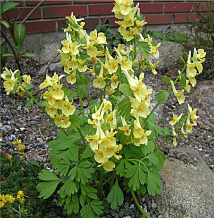 Хохлатка прицветниковая