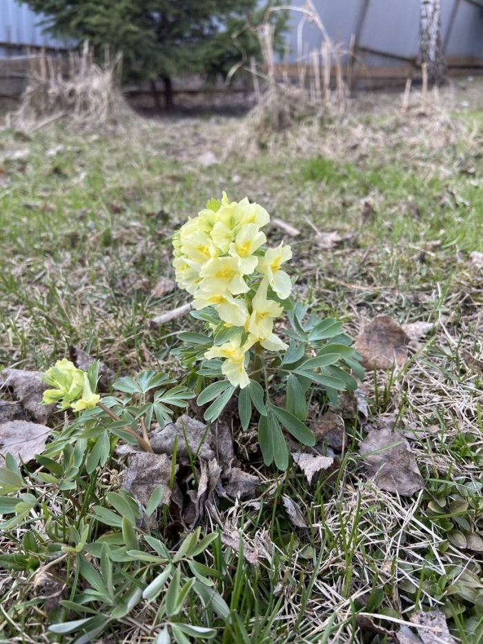 Хохлатка в лесу