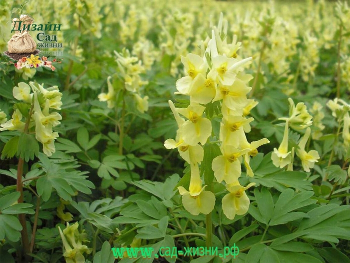 Хохлатка маршалла растение