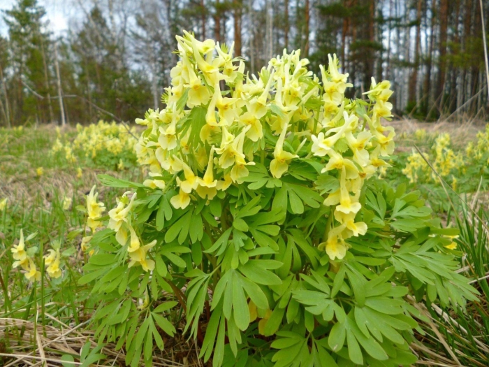 Хохлатка прицветниковая