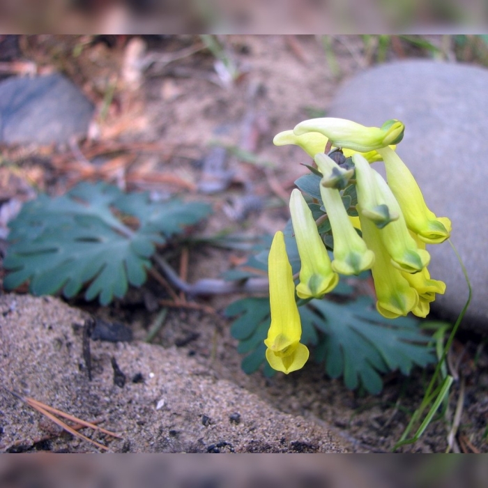 Хохлатка первоцвет