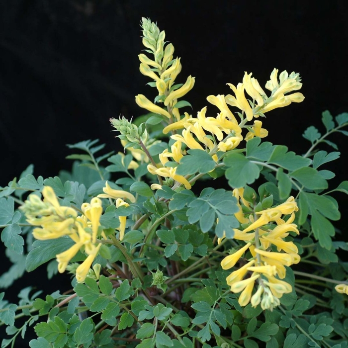 Corydalis plant