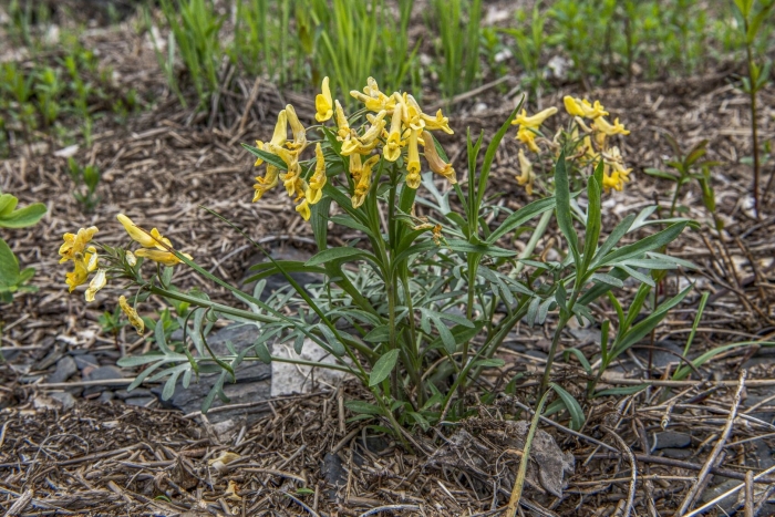 Хохлатка горинская