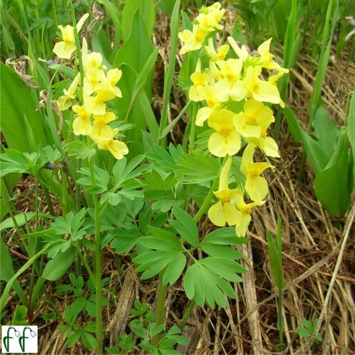 Хохлатка прицветниковая