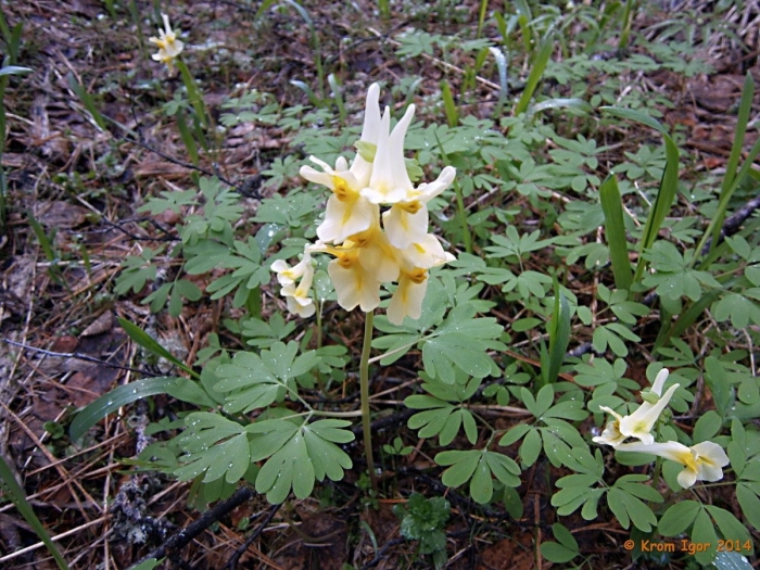 Хохлатка цветок