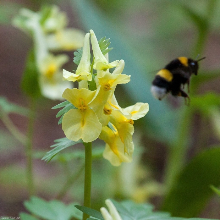 Хохлатка селезеночник