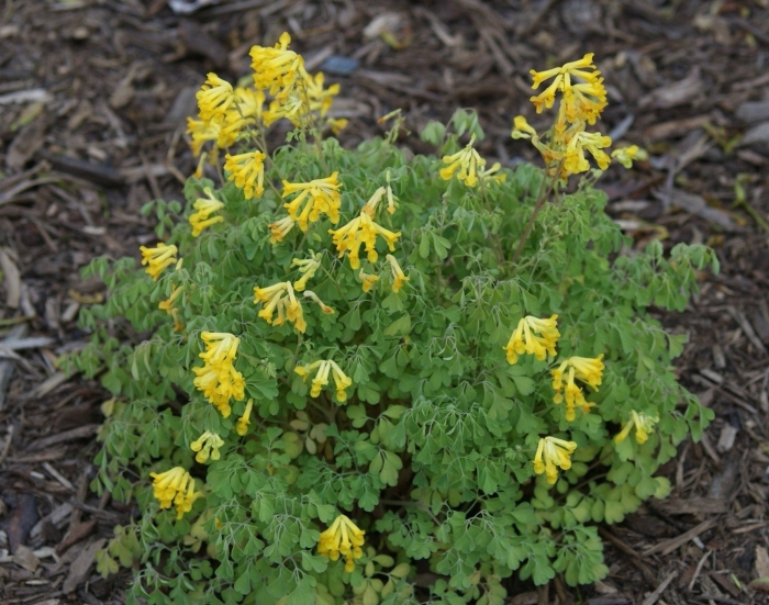 Хохлатка лютея